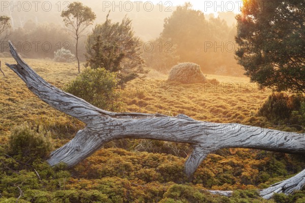 Dead wood of King Billy pine at sunrise. Morning atmosphere with dead wood in Cradle Mountains National Park, Tasmania, Australia