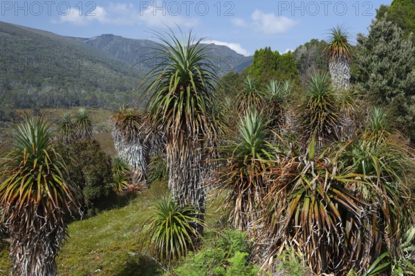 Endemic pandani giant grass tree in the valley in Cradle Mountains National Park in Tasmania, Australia