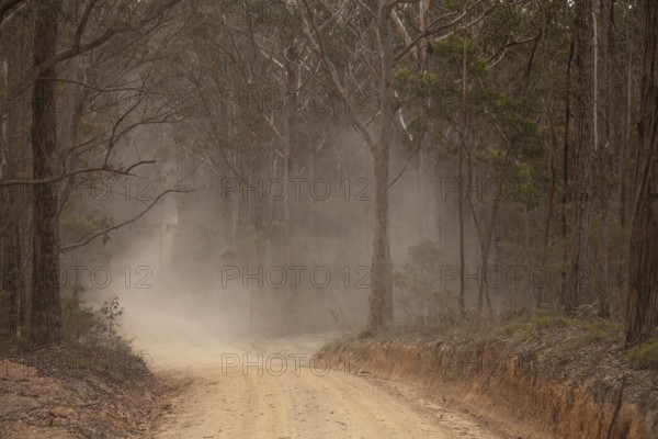 Dusty road through eucalyptus forest, Australia's wild side