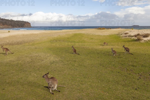 Kangaroos on the beach. Pebbly Beach natural paradise on Australia's east coast