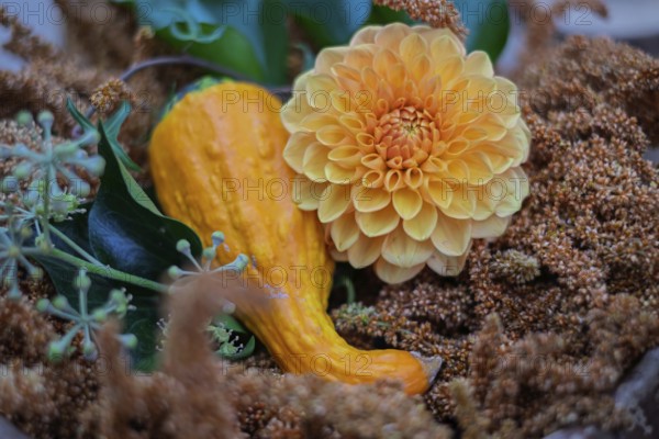 Autumn arrangement with dahlia and ornamental pumpkin, North Rhine-Westphalia, Germany