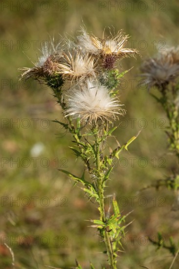Common thistle (Cirsium vulgare), seed stand, Netherlands