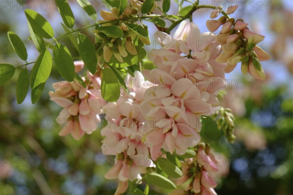 Bristly black locust (Robinia hispida), flower, Silves, Algarve, Portugal