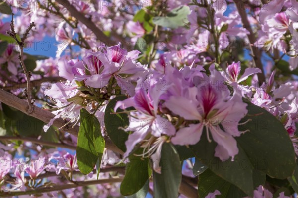 Bauhinia variegata orchid tree, Silves, Algarve, Portugal