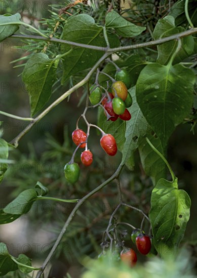 Bittersweet nightshade (Solanum dulcamara), Netherlands