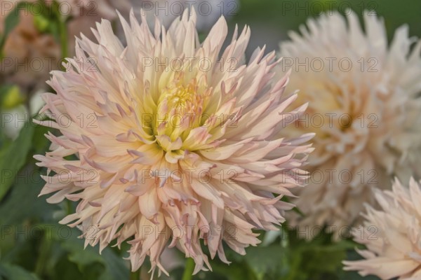 Deer antler dahlia, Hapet Champagne variety, MÃ¼nsterland, North Rhine-Westphalia, Germany