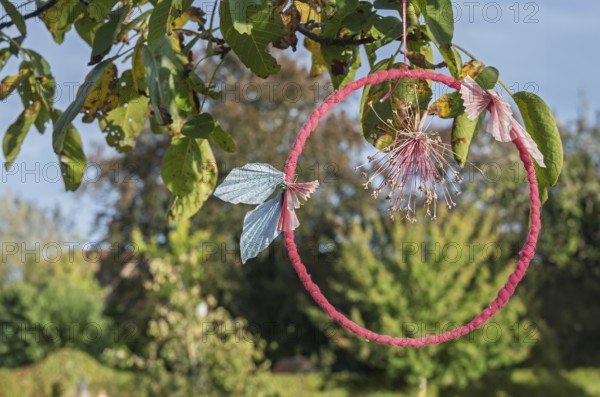 Faded allium in a ring with paper butterflies hanging in a tree, North Rhine-Westphalia, Germany