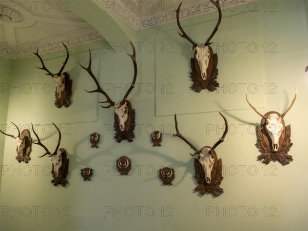 Deer antlers and deer antlers, hunting trophies on baroque wall
