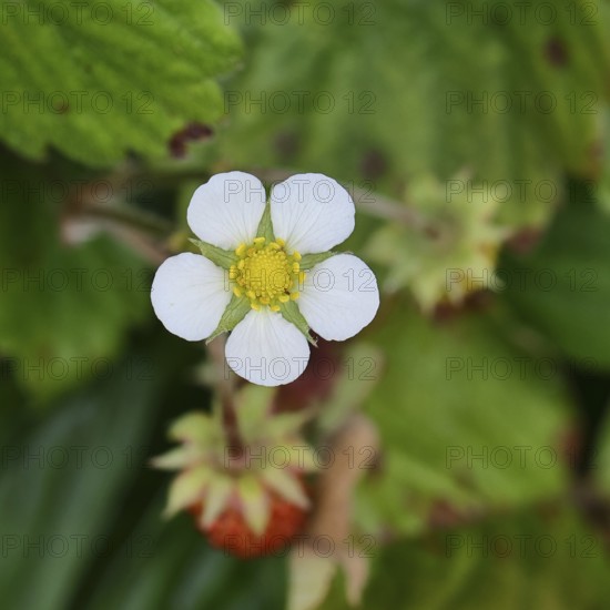 Forest strawberry (Fragaria vesca), in bloom, wild strawberry blossom, close-up, Wilnsdorf, North Rhine-Westphalia, Germany