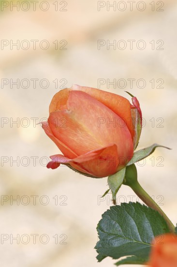 Rose blossom (Rosa sp.), salmon-colored flower, in a garden, Wilnsdorf, North Rhine-Westphalia, Germany