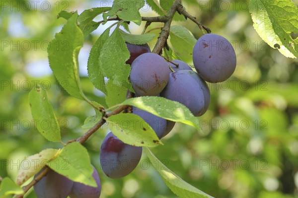 Plum, plum (Prunus domestica), ripe fruit on the tree, autumn, Wilnsdorf, North Rhine-Westphalia, Germany