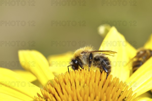 Field bumblebee (Bombus pascuorum) collecting nectar at the flower of a coneflower (Echinacea), close-up, Wilnsdorf, North Rhine-Westphalia, Germany