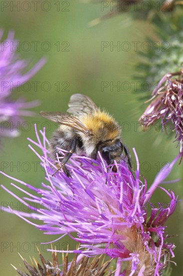 Field bumblebee (Bombus pascuorum), collecting nectar at the flower of a thistle (Cirsium vulgare), close-up, Wilnsdorf, North Rhine-Westphalia, Germany