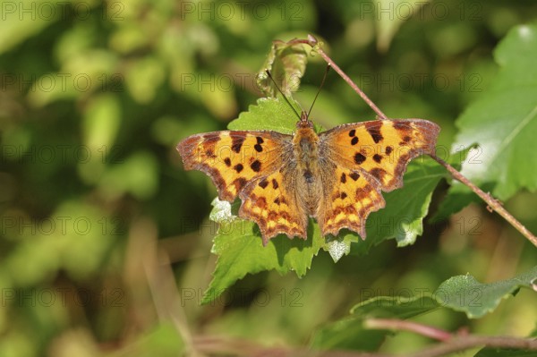 C-butterfly (Polygonia c-album), with opened wings on a birch leaf (Betula), Wilnsdorf, North Rhine-Westphalia, Germany