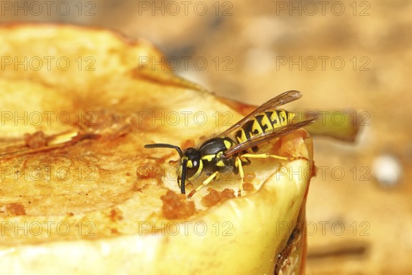 Saxon wasp (Dolichovespula saxonica) licks sap from the wound of a ripe apple, Wilnsdorf, North Rhine-Westphalia, Germany