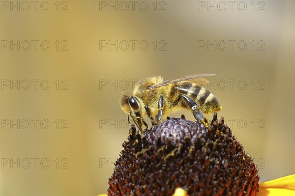 European honey bee (Apis mellifera), collecting nectar from a flower of yellow coneflower (Echinacea paradoxa), macro photo, Wilnsdorf, North Rhine-Westphalia, Germany