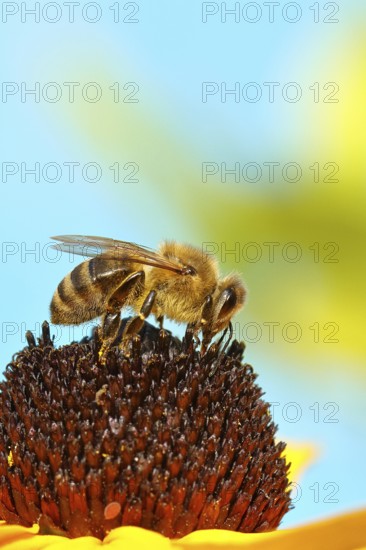 European honey bee (Apis mellifera), collecting nectar from a flower of yellow coneflower (Echinacea paradoxa), macro photo, Wilnsdorf, North Rhine-Westphalia, Germany