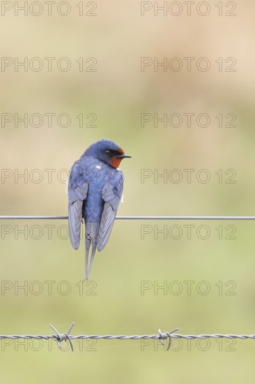 Barn swallow (Hirundo rustica) sitting on a pasture fence, wildlife, animals, birds, swallows, migratory bird, ox bog, DÃ¼mmer See nature park Park, HÃ¼de, Lower Saxony, Germany