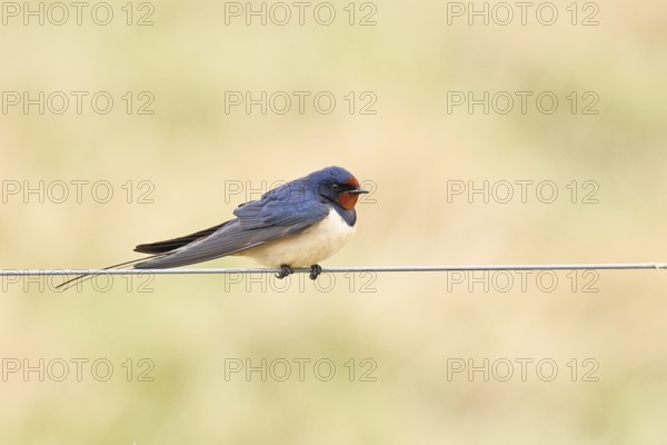 Barn swallow (Hirundo rustica) sitting on a pasture fence, wildlife, animals, birds, swallows, migratory bird, ox bog, DÃ¼mmer See nature park Park, HÃ¼de, Lower Saxony, Germany