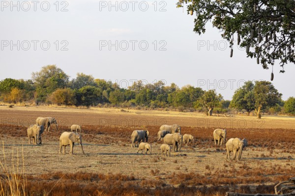 African Elephant (Loxodonta africana) Famioey Zambia