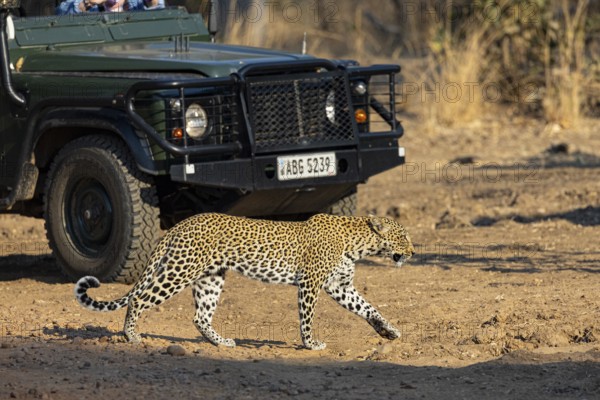 Leopard (Panthera pardus) female safari car Zambia