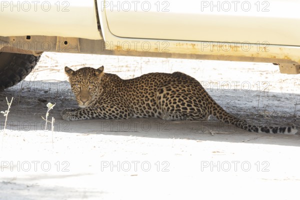 Leopard (Panthera pardus) 12 month old hides under safari vehicle Zambia