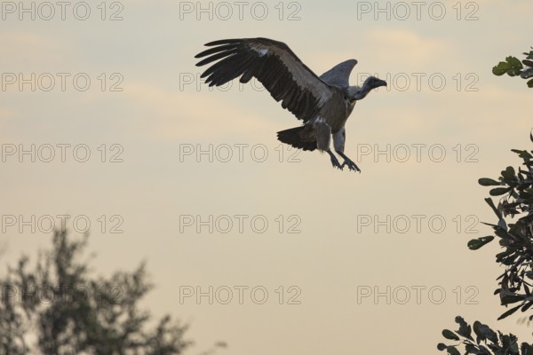 White-backed Vulture (Gyps bengalensis) Zambia