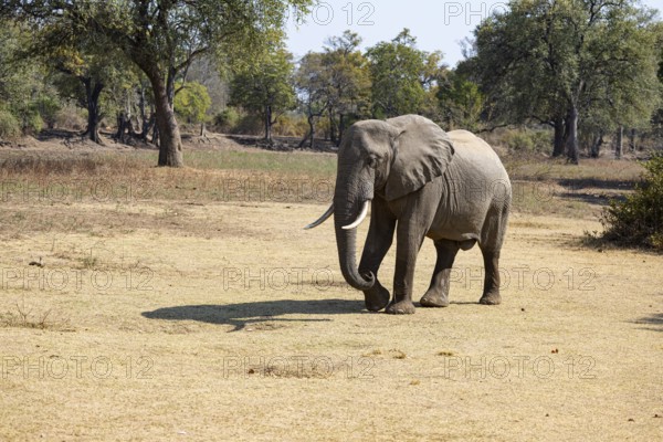 African elephant (Loxodonta africana) male Zambia