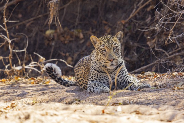 Leopard (Panthera pardus) male Zambia