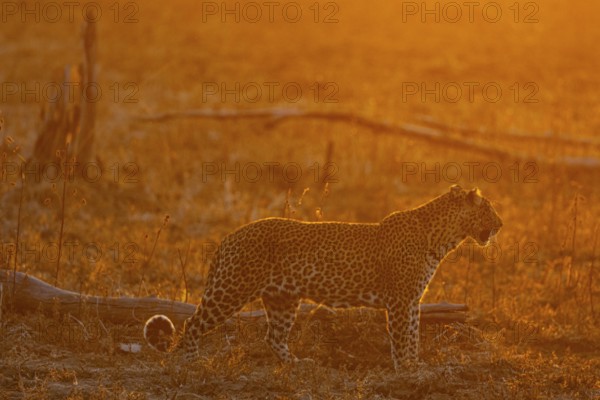 Leopard (Panthera pardus) femal at sunset Zambia