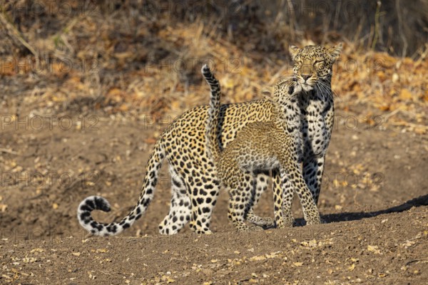 Leopard (Panthera pardus) female with 4 month old cub Zambia