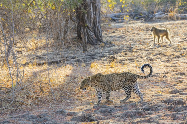 Leopard (Panthera pardus) female Zambia