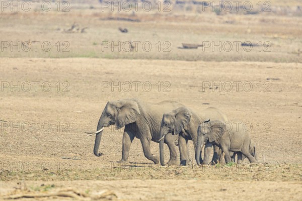 African Elephant (Loxodonta africana) family crossing Luangwa Valley Zambia