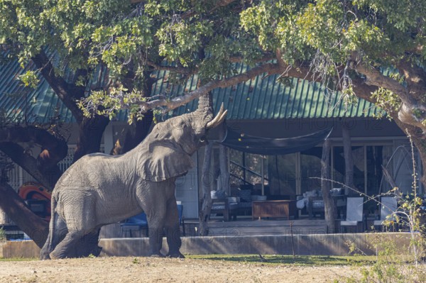 African elephant (Loxodonta africana) infront of camp Zambia