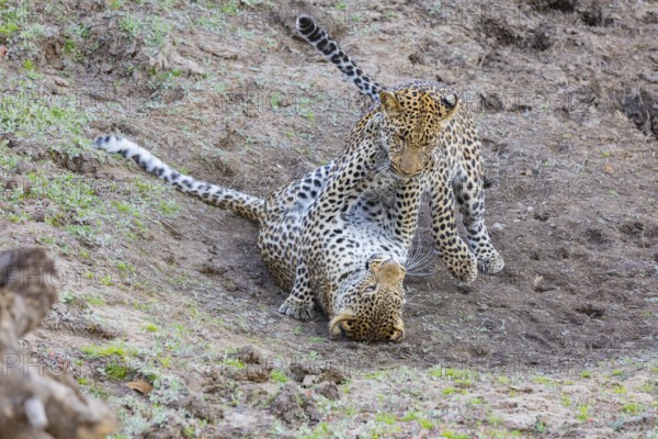 Leopard (Panthera pardus) two cubs 12 month old playing Zambia