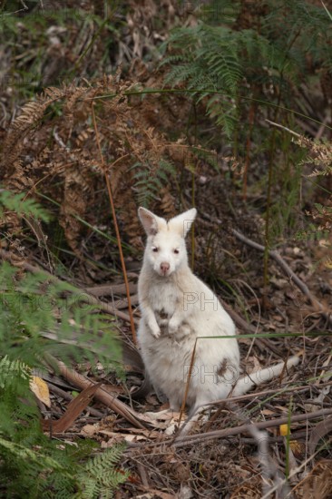Rare white wallaby in the wild of Tasmania. Albino Bennett Wallaby at the edge of the forest on Bruny Island