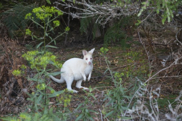 Rare white wallaby in the wild of Tasmania. Albino Bennett Wallaby at the edge of the forest on Bruny Island