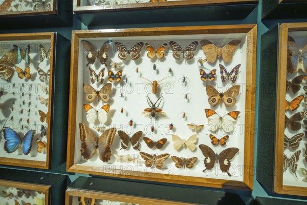 Showcase full of butterflies of various types and sizes in an exhibition room, Amazonia exhibition, Gasometer, Pforzheim, Germany