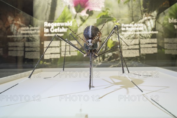 Detailed insect sculpture tiger fly in an exhibition room in front of text panels, Amazonia exhibition, Gasometer, Pforzheim, Germany