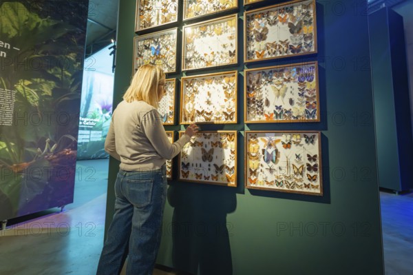Woman looking at a display with butterflies in a frame, exhibited in a museum gallery, Amazonia exhibition, Gasometer, Pforzheim, Germany