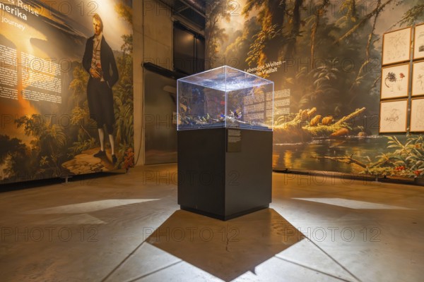 Historical presentation and exhibits in an illuminated exhibition room, Amazonia exhibition, Gasometer, Pforzheim, Germany