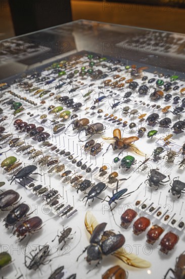 Showcase with a diverse collection of beetles and insects, Amazonia exhibition, Gasometer, Pforzheim, Germany