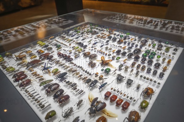 Detailed collection of beetles in a glass case at an exhibition, Amazonia exhibition, Gasometer, Pforzheim, Germany