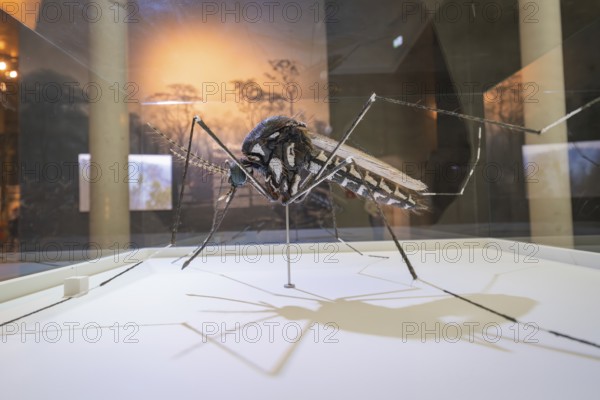 Large sculpture of an insect presented in an exhibition room, Amazonia exhibition, Gasometer, Pforzheim, Germany