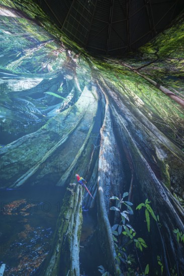 Fantastic illustration of a forest with huge roots and a colorful bird in an interior, Amazonia exhibition, Gasometer, Pforzheim, Germany