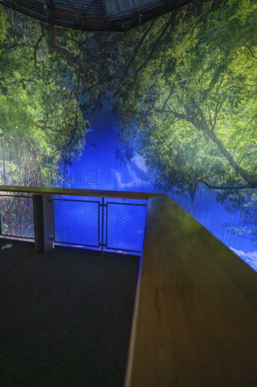 Inspiring indoor projection of a picturesque forest panorama, Amazonia exhibition, Gasometer, Pforzheim, Germany