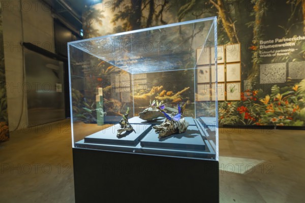 Plant and root exhibition in a glass display case in a museum, Amazonia exhibition, Gasometer, Pforzheim, Germany