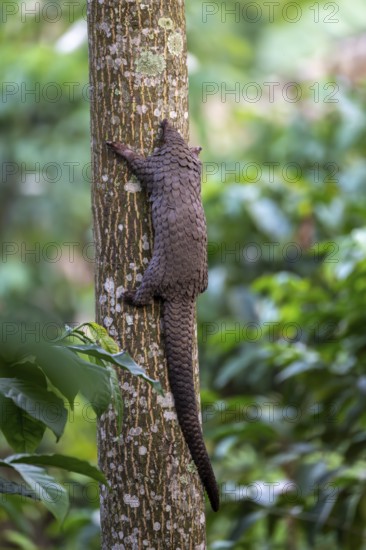 Pangolin climbing a tree, white-bellied pangolin (Phataginus tricuspis, Manis tricuspis), Western Region, Pangolin Rescue Center, Uganda
