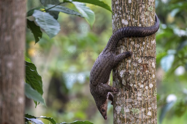 Pangolin climbing a tree, white-bellied pangolin (Phataginus tricuspis, Manis tricuspis), Western Region, Pangolin Rescue Center, Uganda
