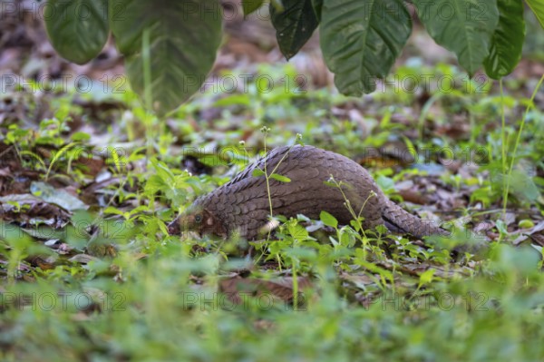 Pangolin on the ground, white-bellied pangolin (Phataginus tricuspis, Manis tricuspis), Western Region, Pangolin Rescue Center, Uganda
